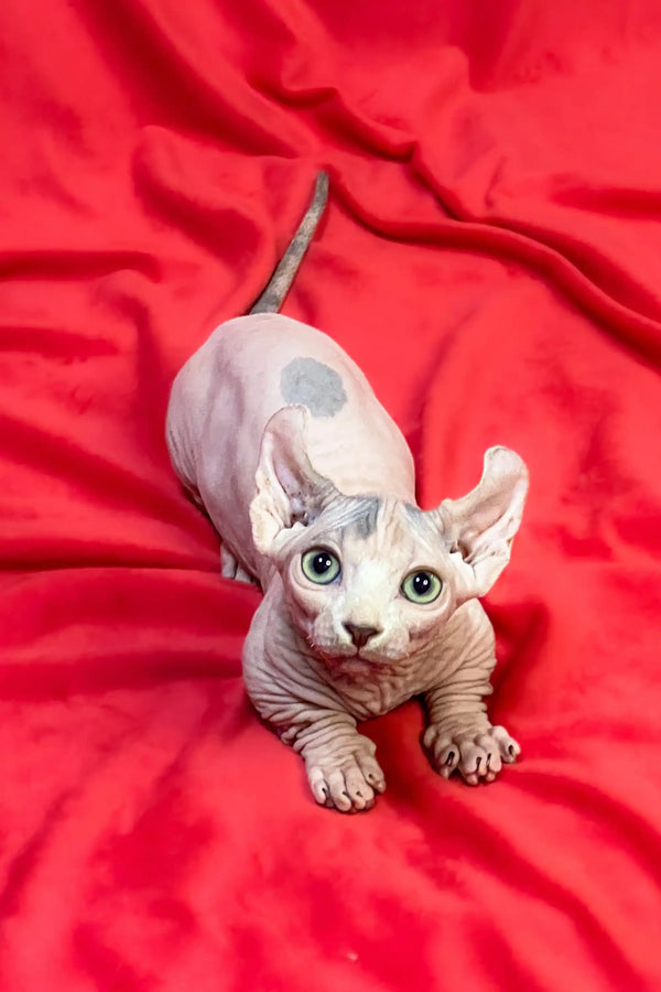 Hairless Dwelf Sphynx kitten with big ears lounging on red fabric, showing off wrinkled skin