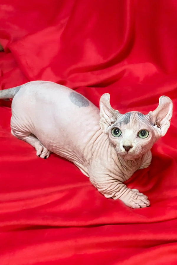 Cute Hairless Sphynx cat with wrinkled skin on red fabric - perfect Dwelf Sphynx Kitten!