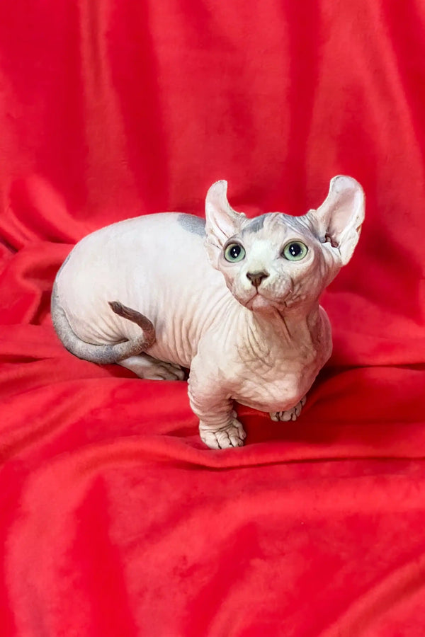 Hairless Dwelf Sphynx kitten with wrinkled skin relaxing on a vibrant red surface