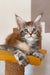 Whimsy | maine coon kitten
