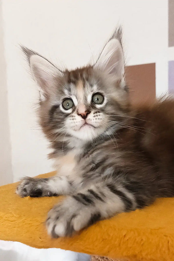 Whimsy | maine coon kitten