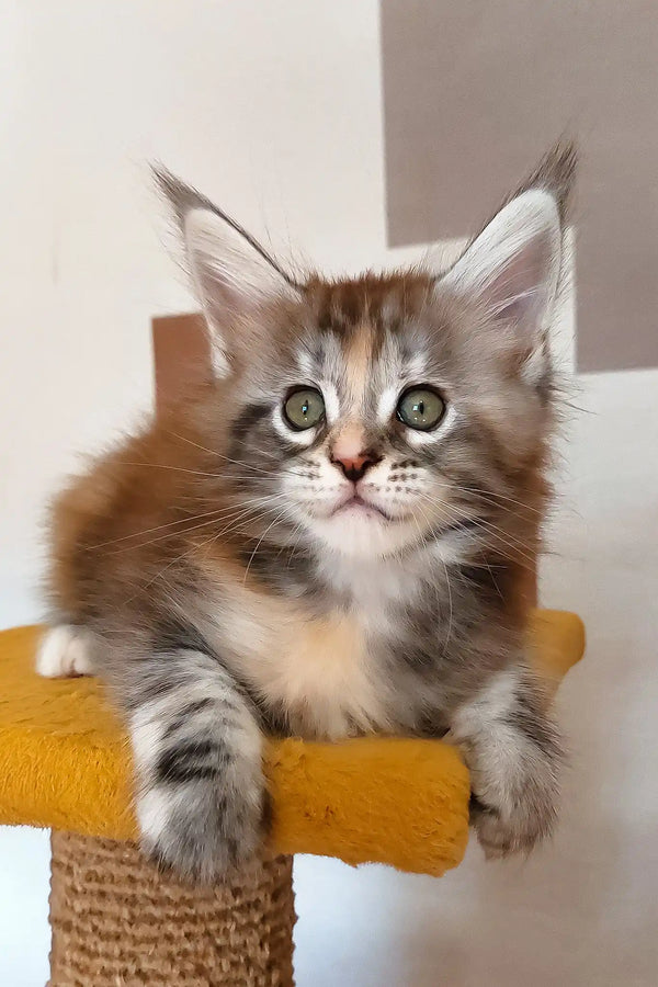 Whimsy | maine coon kitten