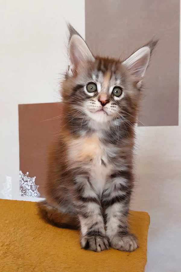 Whimsy | maine coon kitten