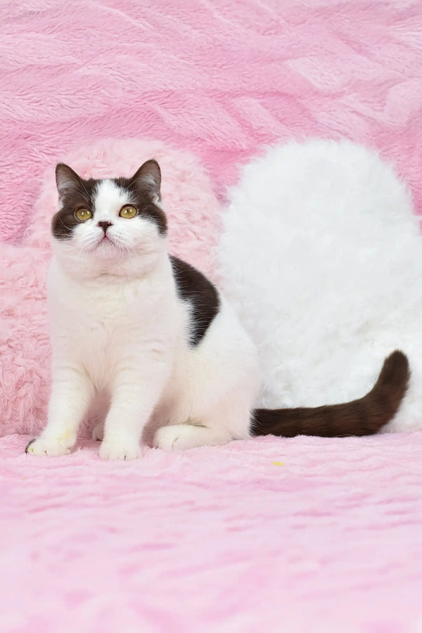 Black and white British Shorthair kitten named Whisker with striking yellow eyes