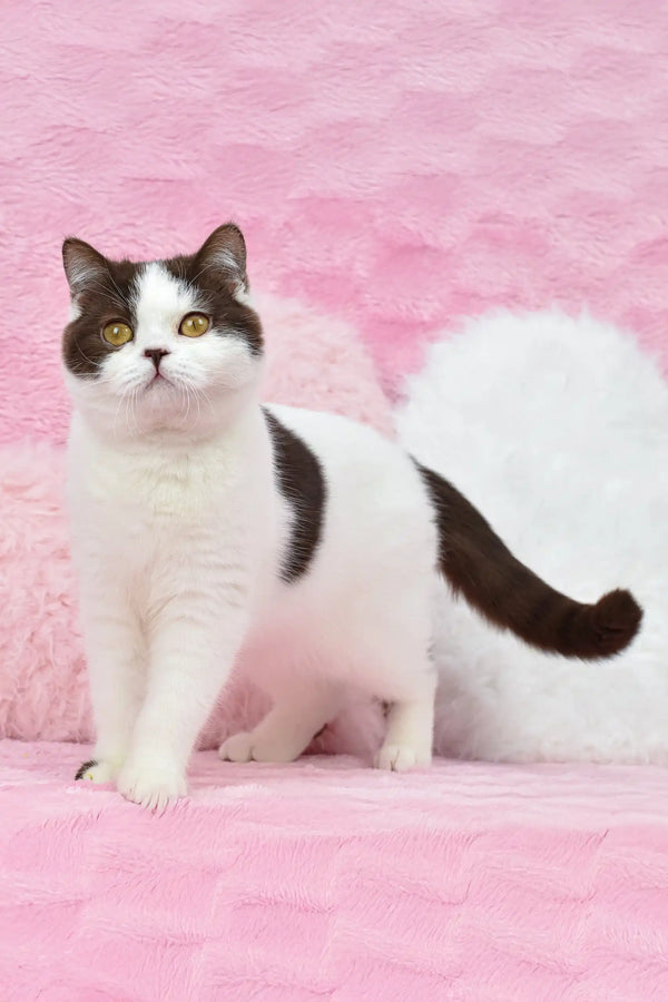 Cute Black and White Cat from Whisker British Shorthair Kitten collection