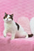 Cute brown and white British Shorthair kitten named Whisker lounging around