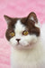 Brown and white British Shorthair kitten with golden eyes for Whisker product