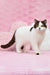 Brown and white British Shorthair kitten named Whisker lounging cutely