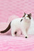 Brown and white British Shorthair kitten named Whisker looking adorable and playful