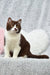 Brown and white British Shorthair kitten named Whiskey posing adorably