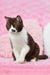 Brown and white British Shorthair kitten named Whiskey posing cutely