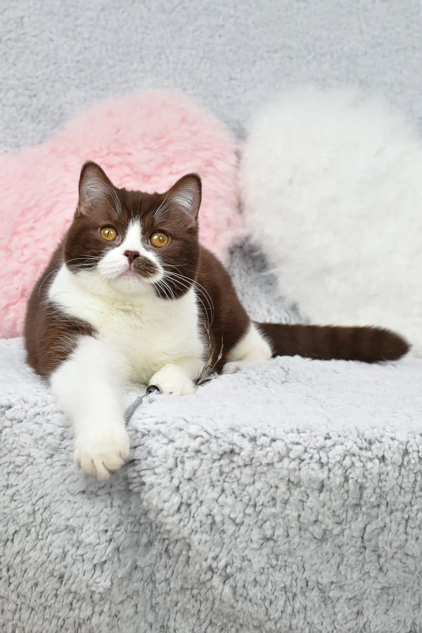 Brown and white British Shorthair kitten named Whiskey looking adorable and playful