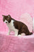 Cute brown and white British Shorthair kitten named Whiskey ready for cuddles