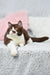 Cute brown and white British Shorthair kitten named Whiskey looking playful