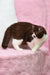 Brown and white British Shorthair kitten named Whiskey looking playful and cute