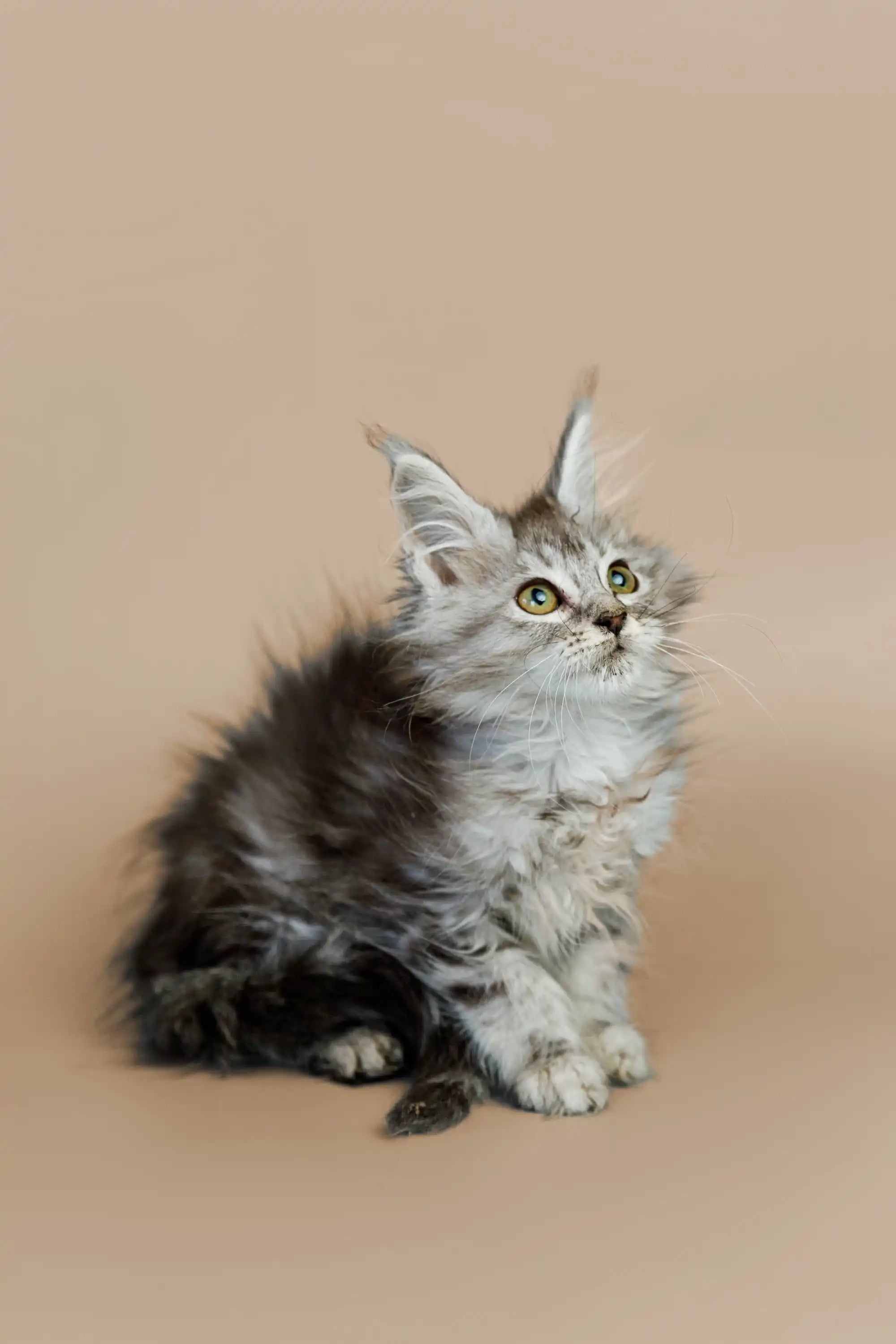 AVADA - Best Sellers Whiskey | Maine Coon Kitten