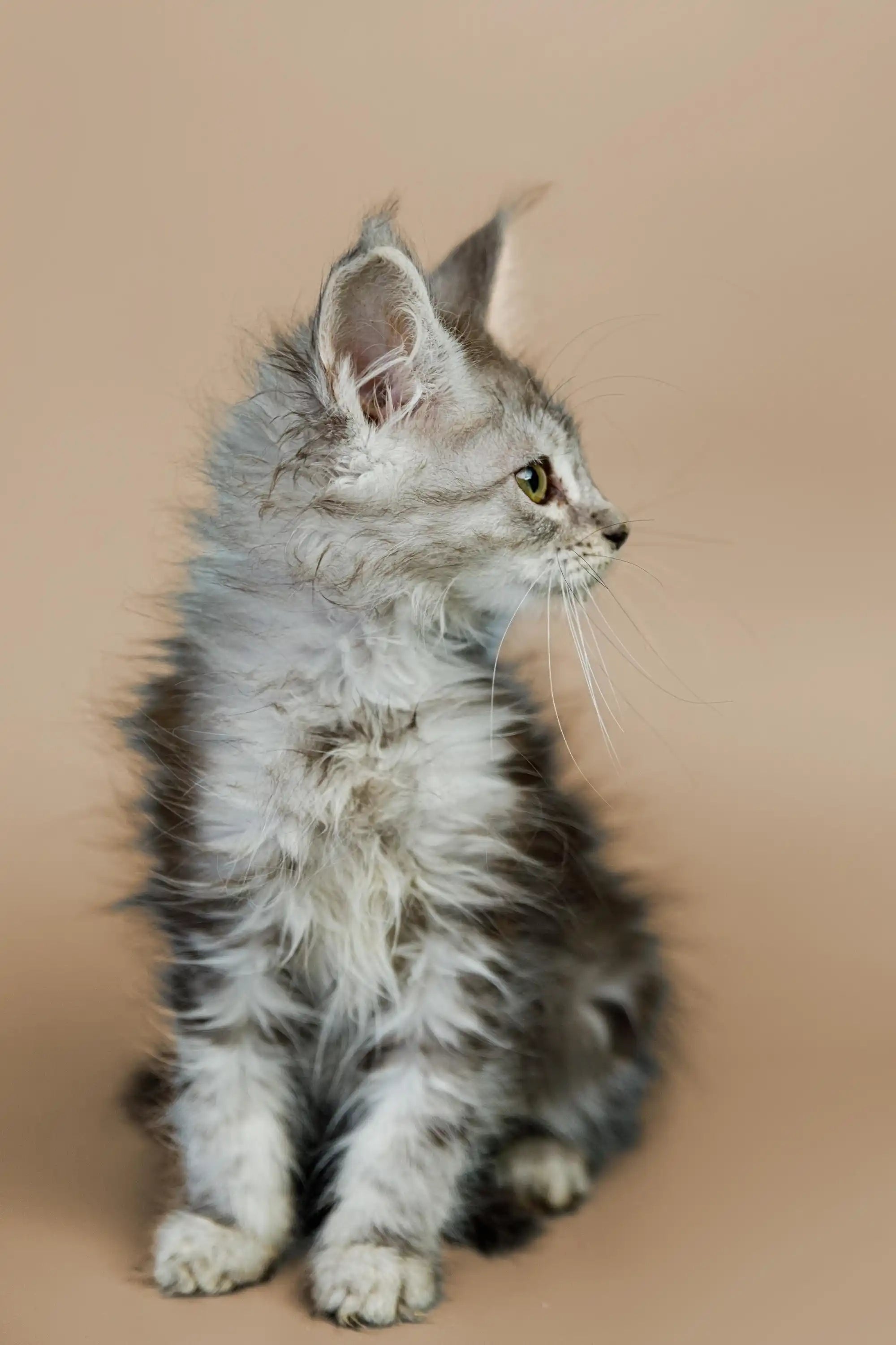 AVADA - Best Sellers Whiskey | Maine Coon Kitten