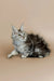 Fluffy gray and white Maine Coon kitten with alert expression, perfect for Whiskey