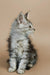 Fluffy gray and white Maine Coon kitten sitting upright with an alert expression