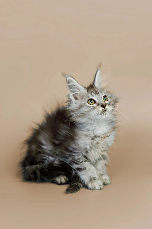 Fluffy gray and white Maine Coon kitten with alert green eyes