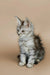 Fluffy gray and white Maine Coon kitten sitting upright, looking adorable