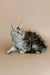 Fluffy gray and white Maine Coon kitten Whiskey with an alert expression