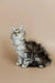 Fluffy gray and white Maine Coon kitten Whiskey sitting upright, super cute coon kitten