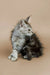 Fluffy gray and white Maine Coon kitten sitting alert, ready for playful adventures