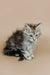 Fluffy gray and white tabby Maine Coon kitten sitting upright, looking adorable