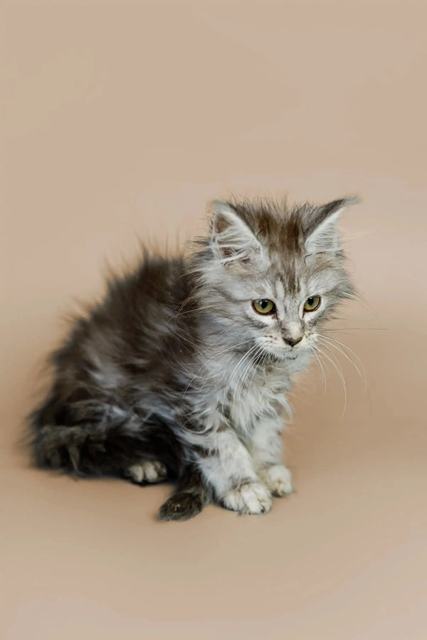 Fluffy gray and white tabby Maine Coon kitten sitting upright, looking adorable