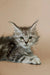 Gray tabby Maine Coon kitten with long fur and alert green eyes