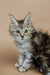 Gray tabby Maine Coon kitten with bright green eyes and tufted ears for sale