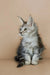 Gray and white fluffy Maine Coon kitten with alert ears and bright eyes