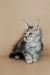 Gray and white Maine Coon kitten with ear tufts and fluffy fur named Whiskey