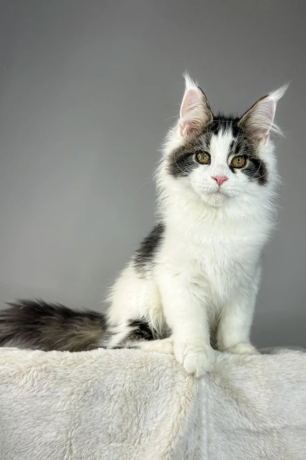 White and gray Maine Coon kitten named Whiskey playing and looking adorable