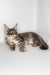 Whisky | maine coon kitten