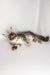 Whisky | maine coon kitten