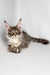 Whisky | maine coon kitten
