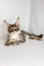 Whisky | maine coon kitten