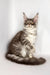 Whisky | maine coon kitten