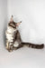 Whisky | maine coon kitten