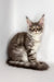 Whisky | maine coon kitten
