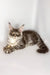 Whisky | maine coon kitten