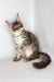 Whisky | maine coon kitten