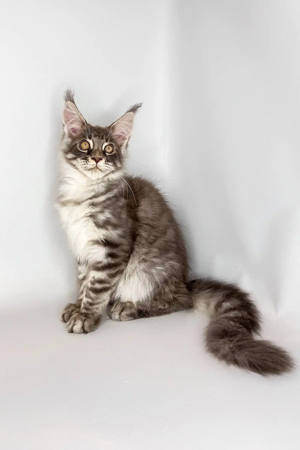 Whisky | maine coon kitten