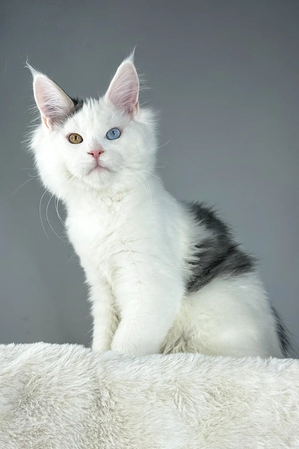 White Maine Coon kitten with heterochromia in White Cloud product display