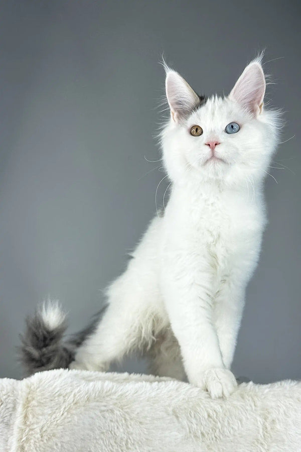 White Maine Coon kitten with heterochromia in White Cloud product