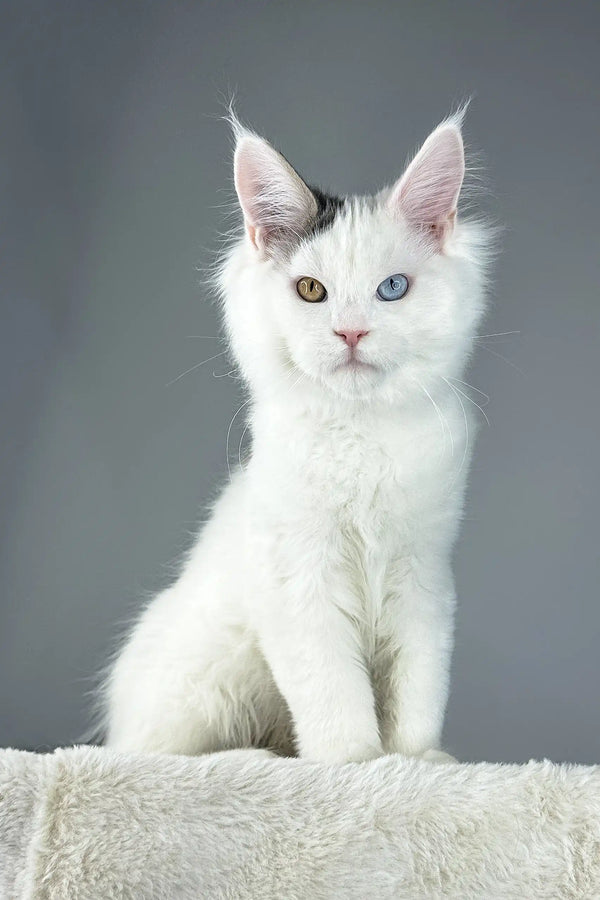 White Maine Coon kitten with heterochromia and fluffy white fur in a cute pose