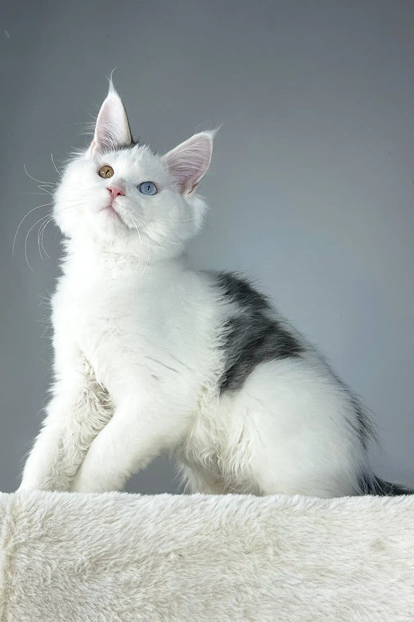 Adorable White Cloud Maine Coon Kitten with stunning heterochromia eyes
