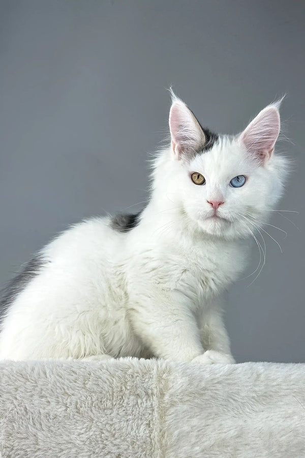 White Cloud Maine Coon Kitten with heterochromia and fluffy white fur